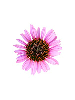 Echinacea