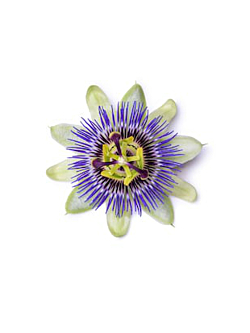 Passiflora